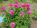 芍药花