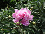 芍药花