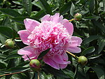 芍药花