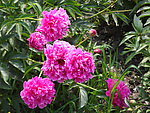 芍药花