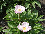 芍药花