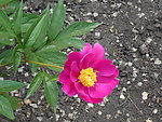 芍药花