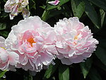 芍药花