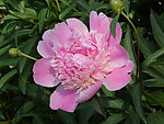 芍药花