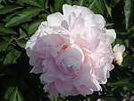 芍药花