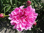 芍药花