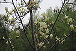 玉兰花