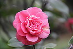 茶花