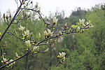 玉兰花