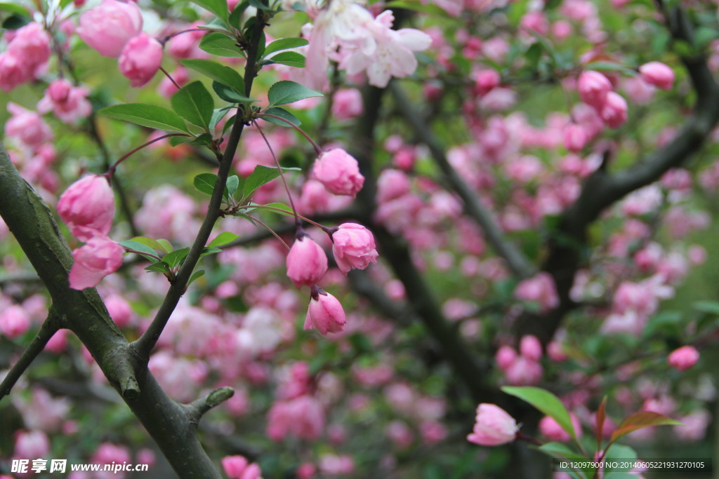 樱花