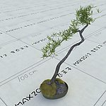 室内植物