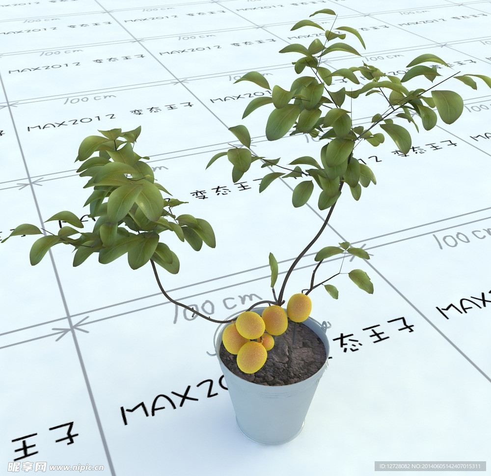室内植物