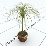 室内植物