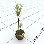 室内植物