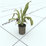 室内植物