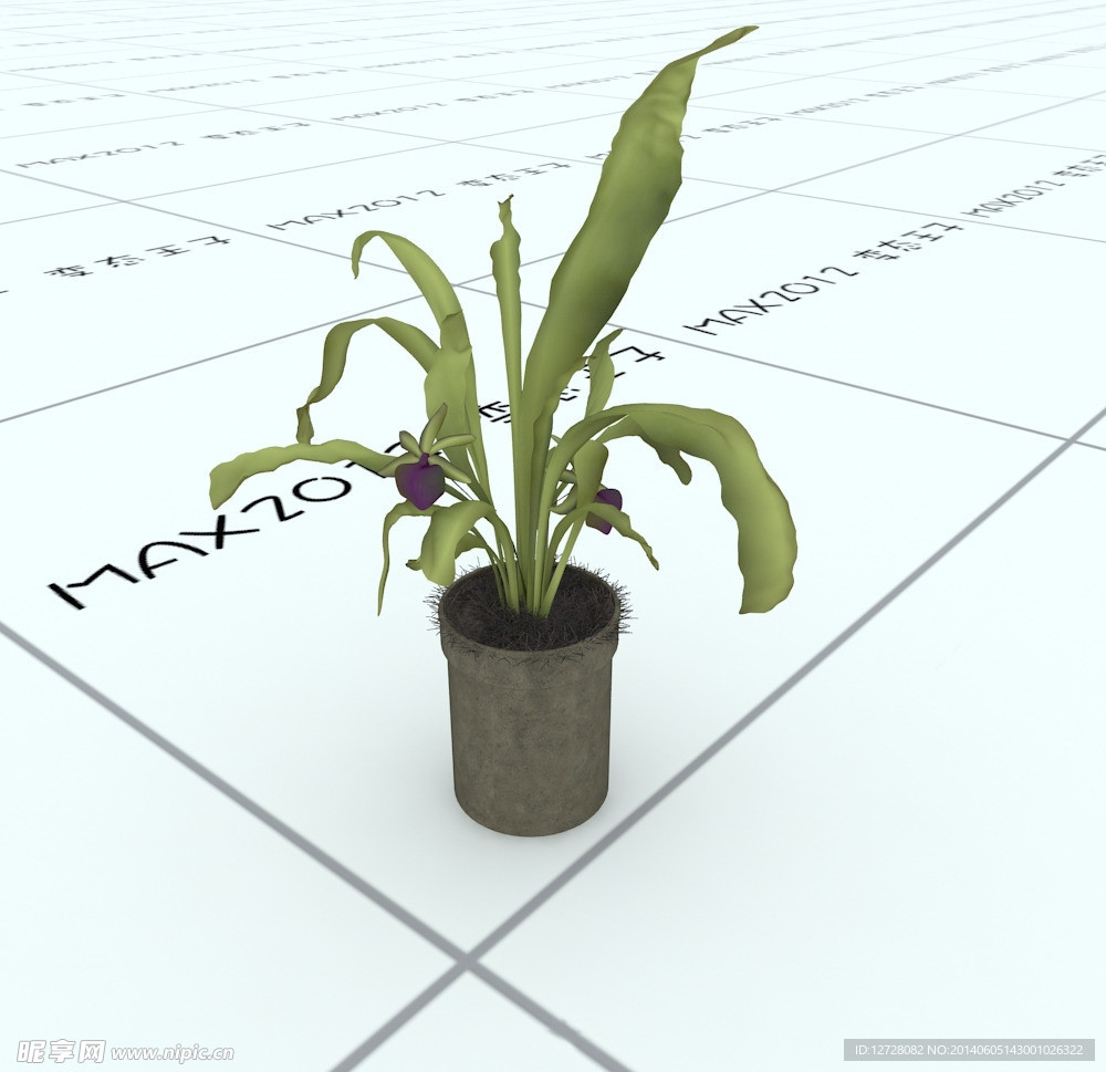 室内植物