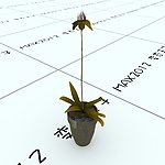 室内植物