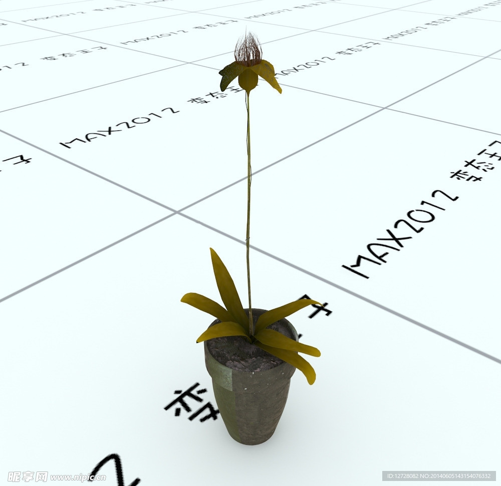 室内植物