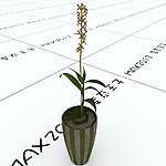室内植物
