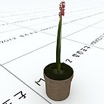 室内植物
