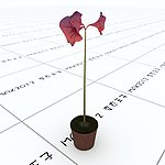 室内植物