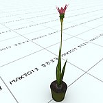 室内植物