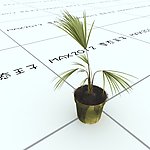 室内植物