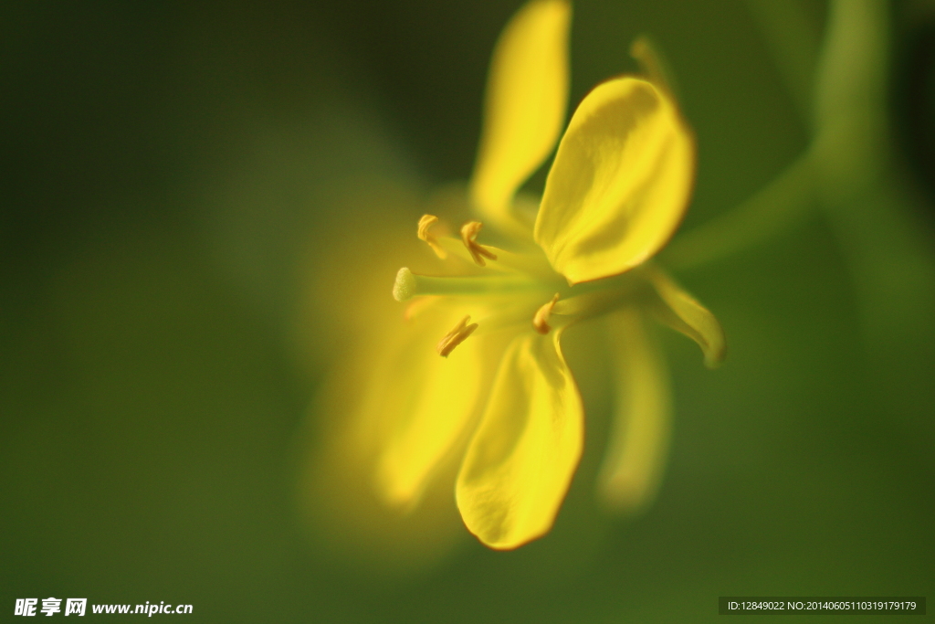 油菜花