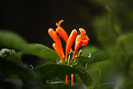 鲜花