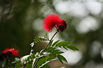 绒花
