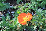黄花
