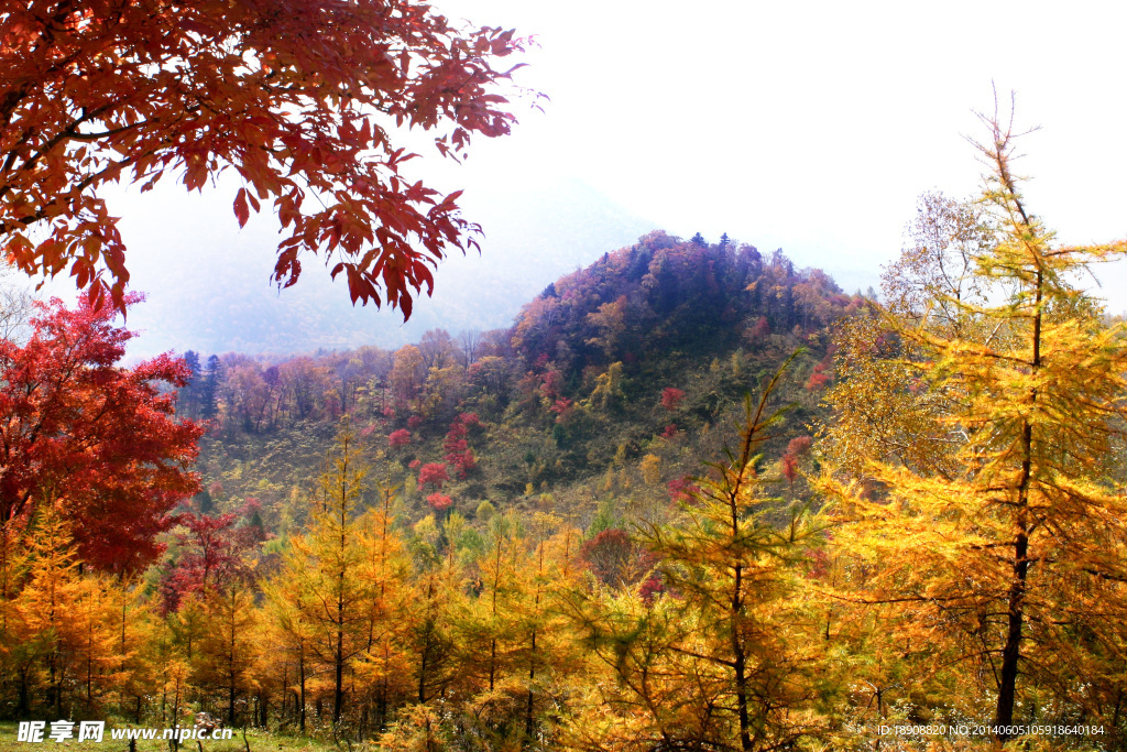 红叶五花山