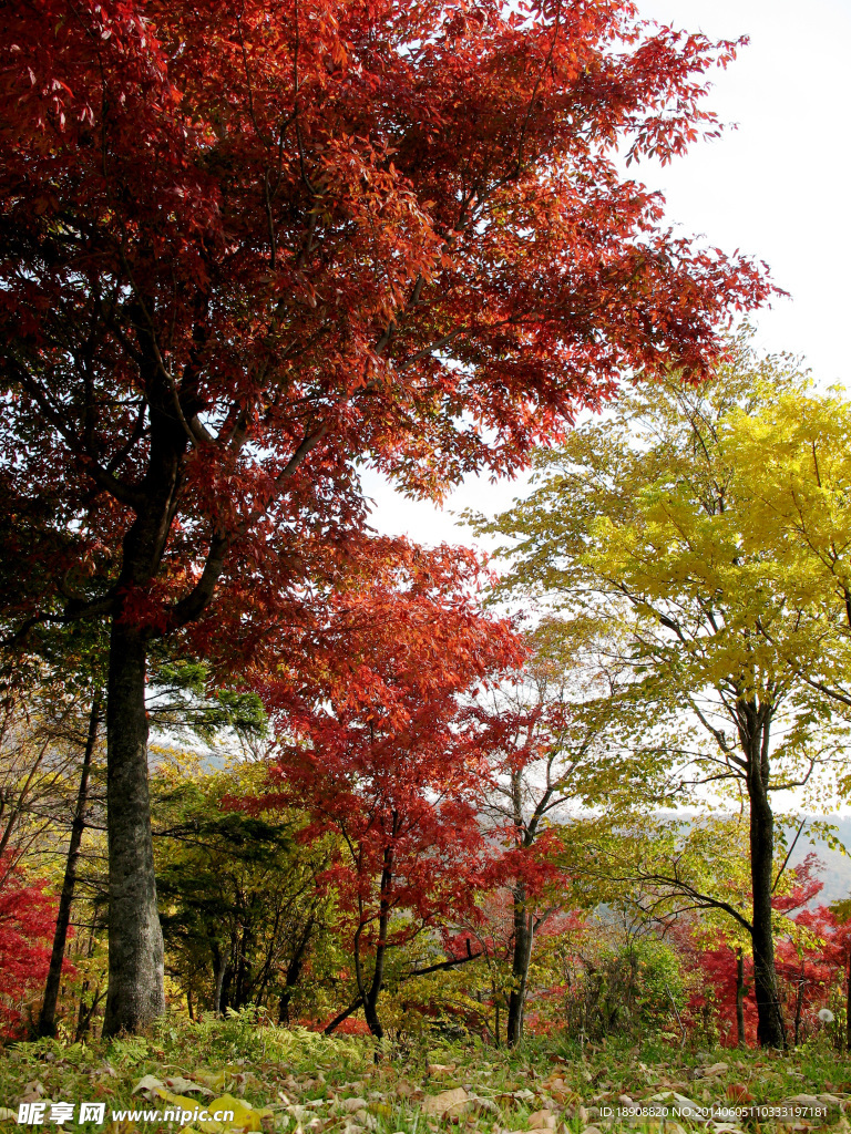 红叶五花山