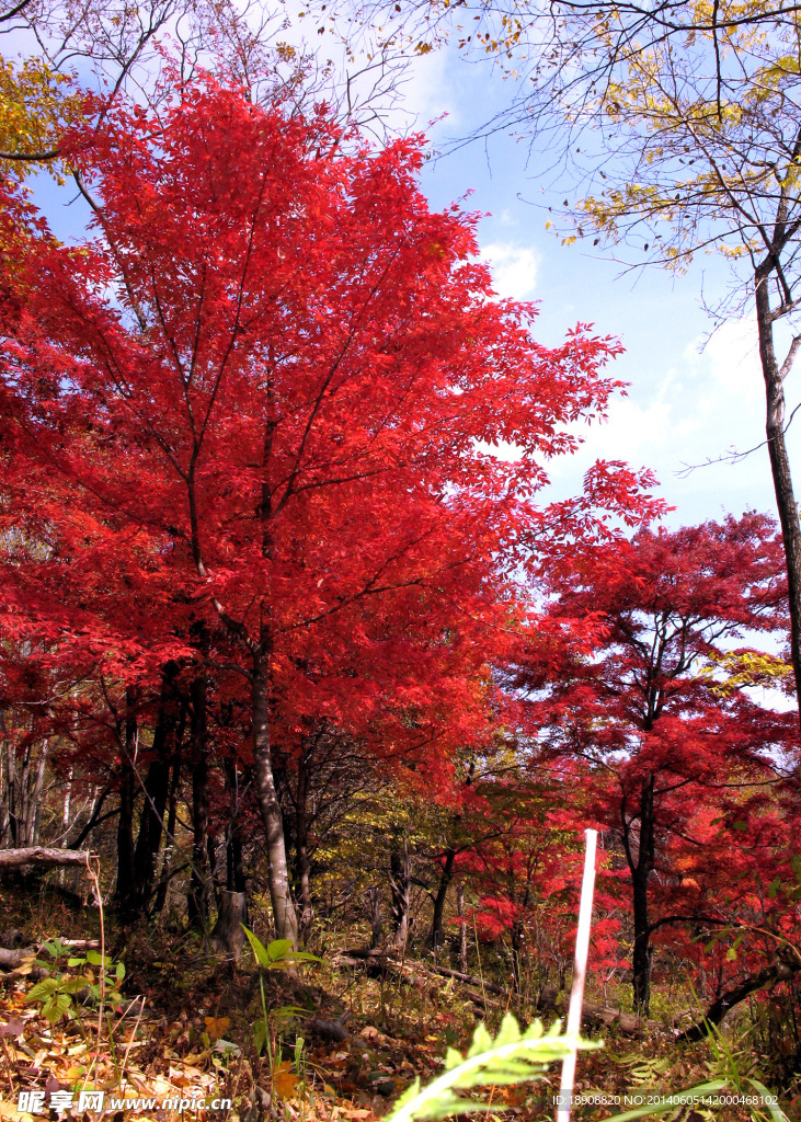 红叶五花山