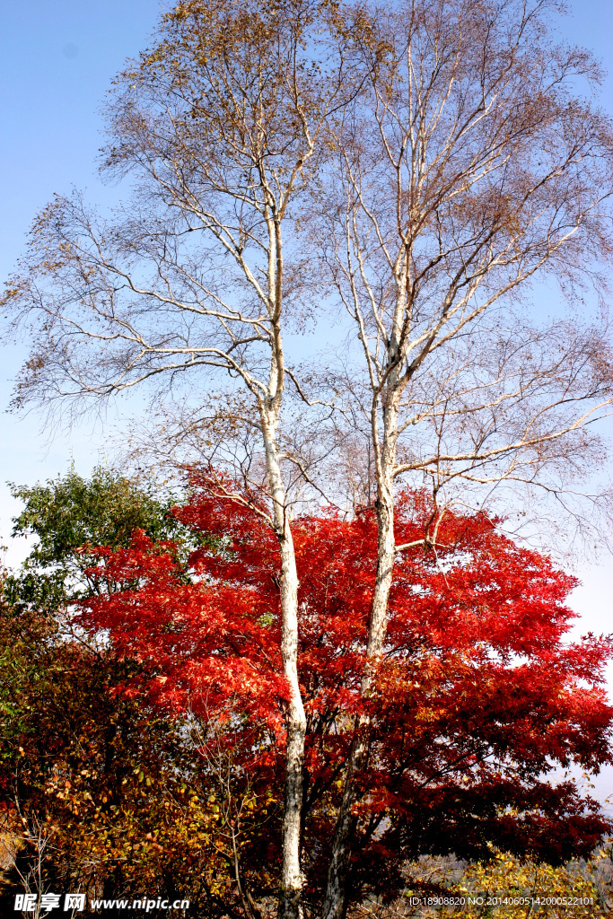 红叶五花山