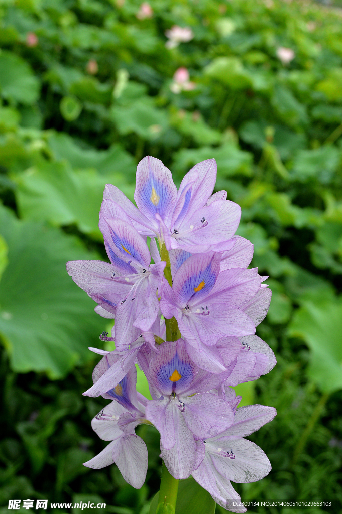 水葫芦