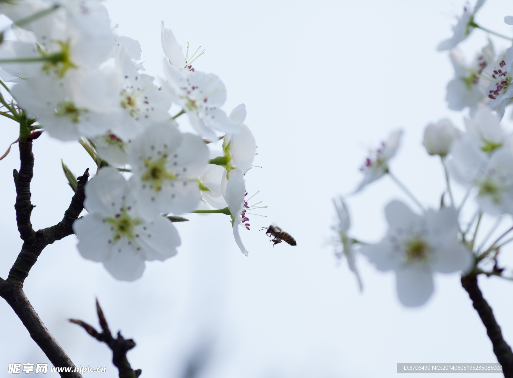 梨花白