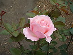 月季花