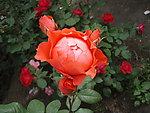 月季花
