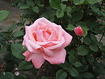 月季花