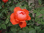 月季花