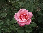 月季花