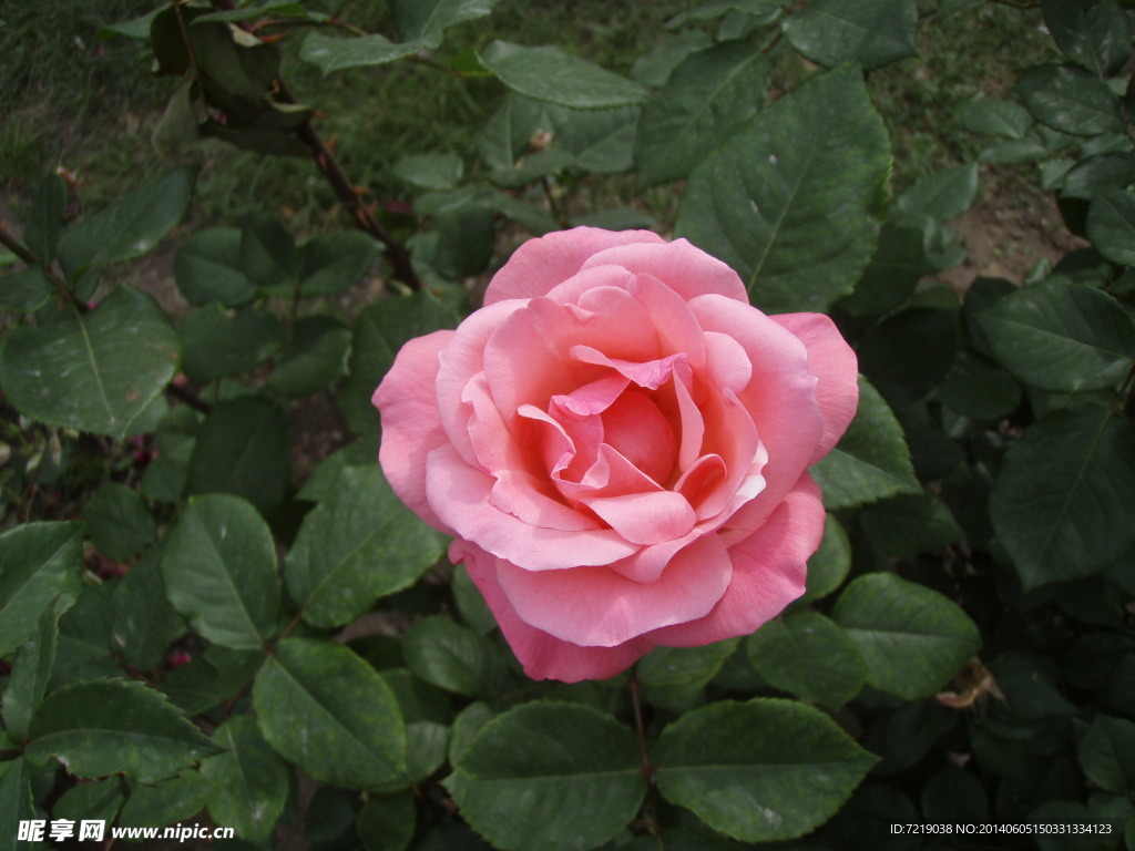 月季花