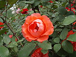 月季花