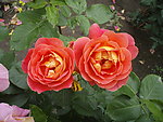 月季花