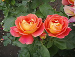 月季花
