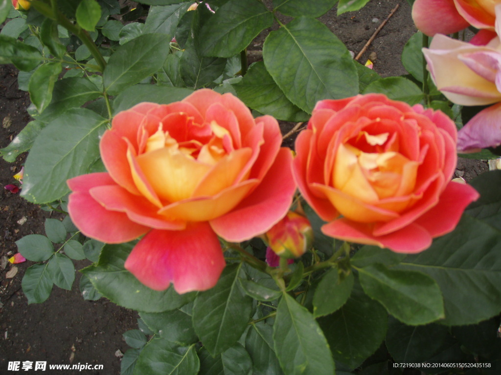 月季花