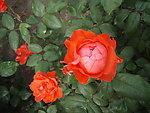月季花