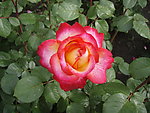 月季花