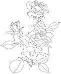 玫瑰花矢量线稿